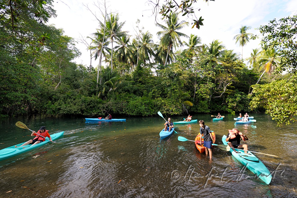 tourists making an excursion in the mangroves