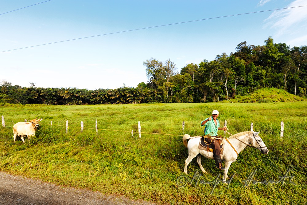 farmer with cow on the way to the market