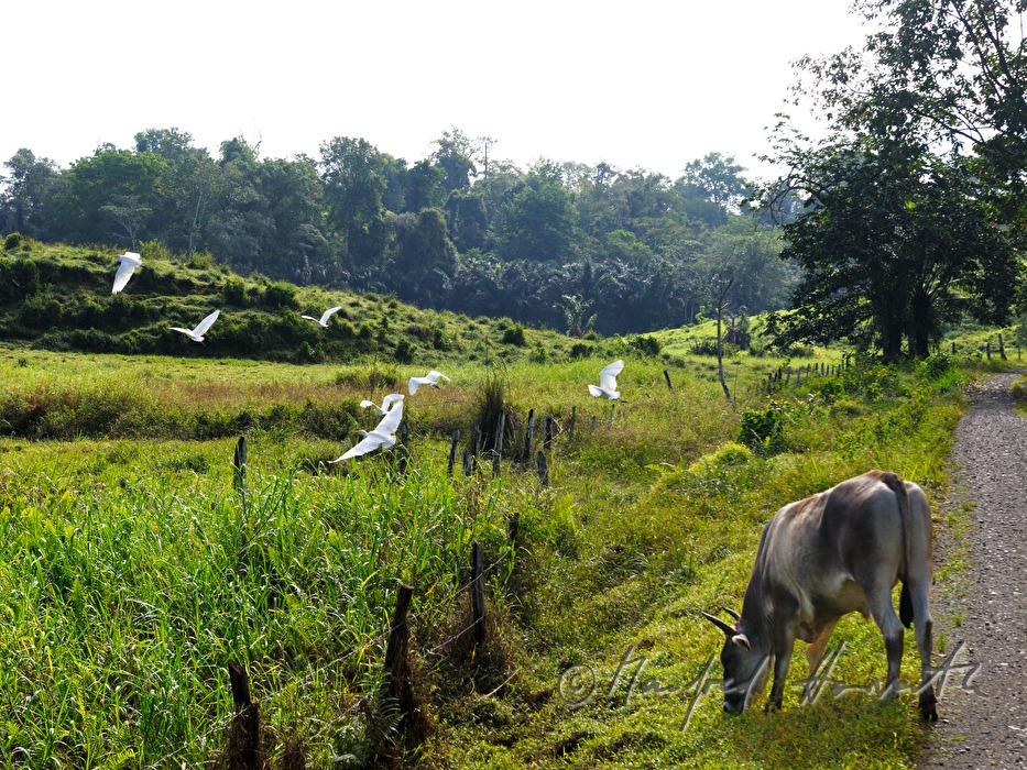 cow on the meadow and herons flying