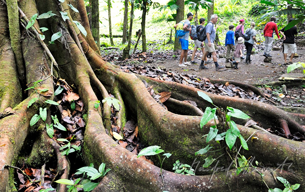 group of tourists passes a tree