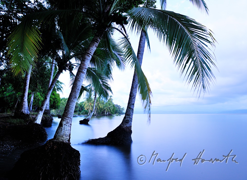 palm trees on the shore of Golfo Dulce