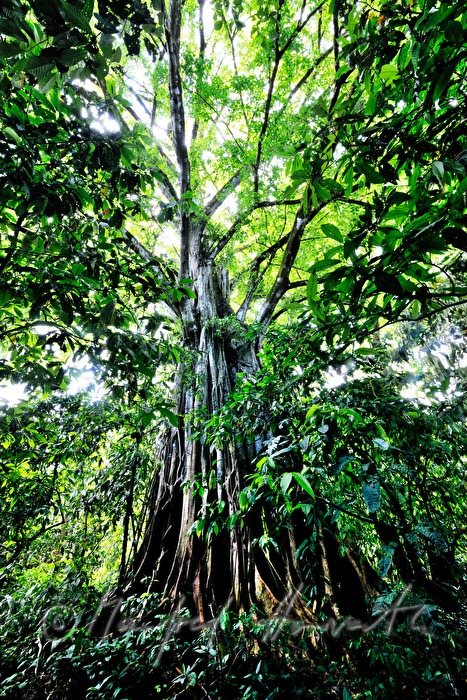 40 meters high Ficus in the rainforest