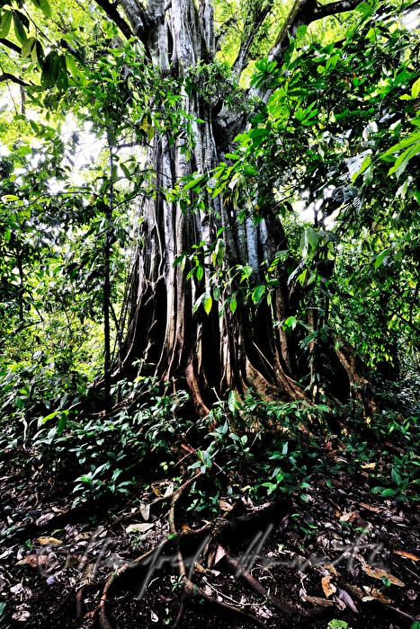 cut cocoa fruit and dried cocoa beans