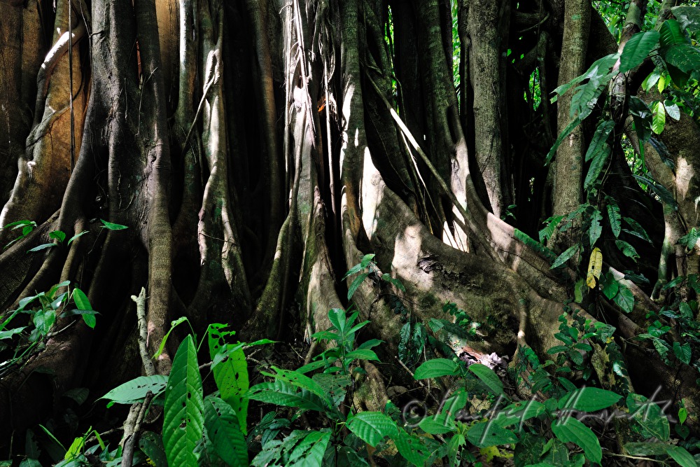 cut cocoa fruit and dried cocoa beans