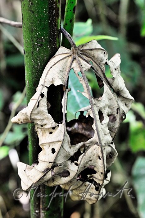 dry leaf with cut holes from the Leafcutter ants