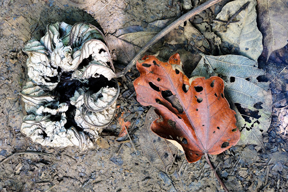 dry leaf with cut holes from the Leafcutter ants