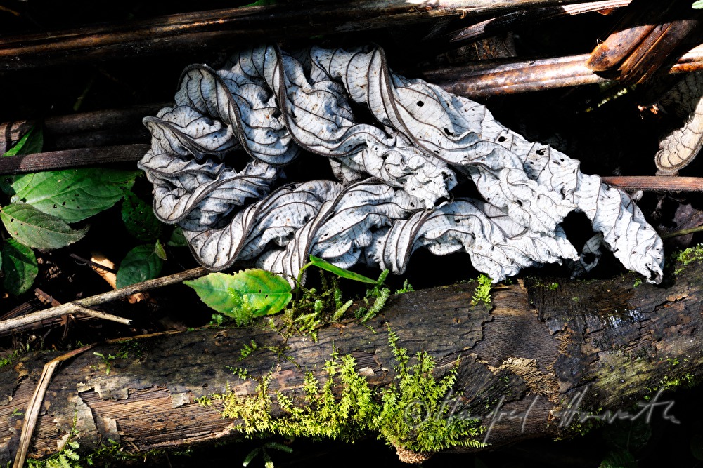 dry and rooled up leaf in the rain forest