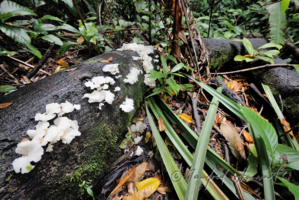 mushrooms on a rotten treetrunk