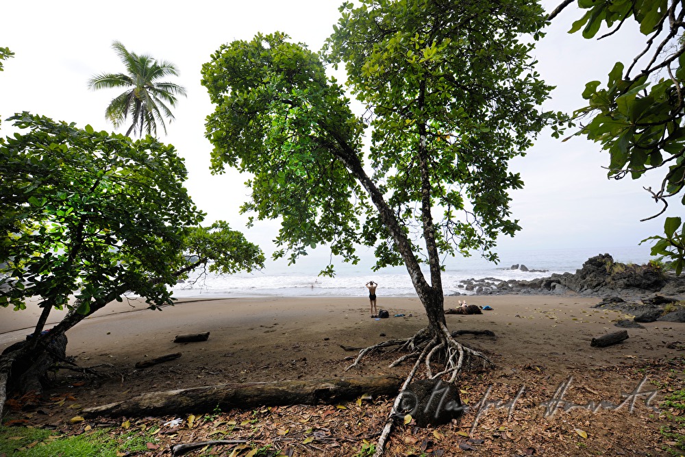 sandy beach and trees