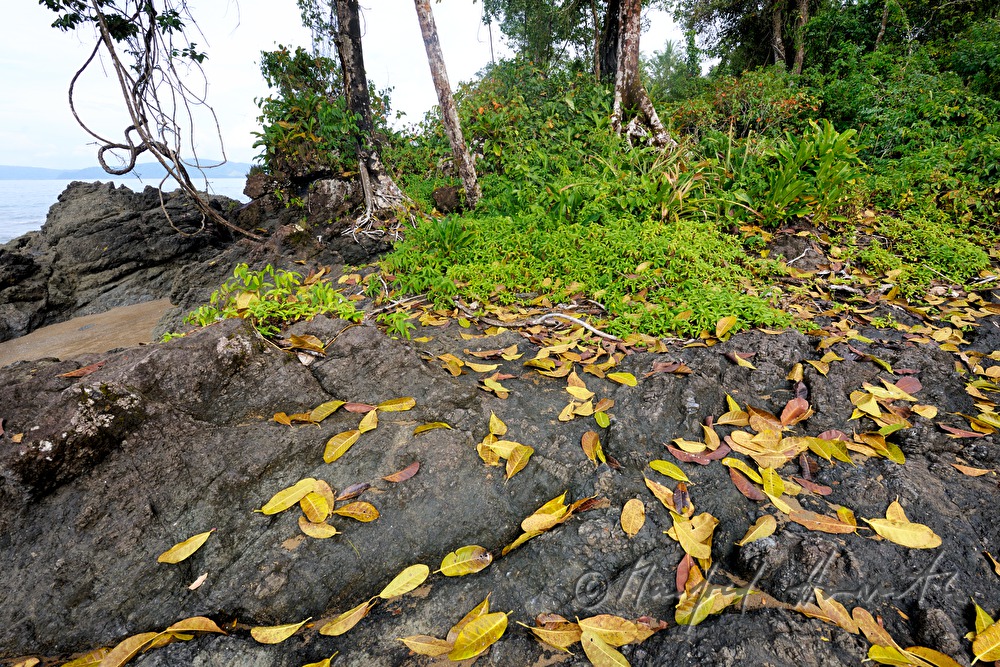 leafs on the rocky beach