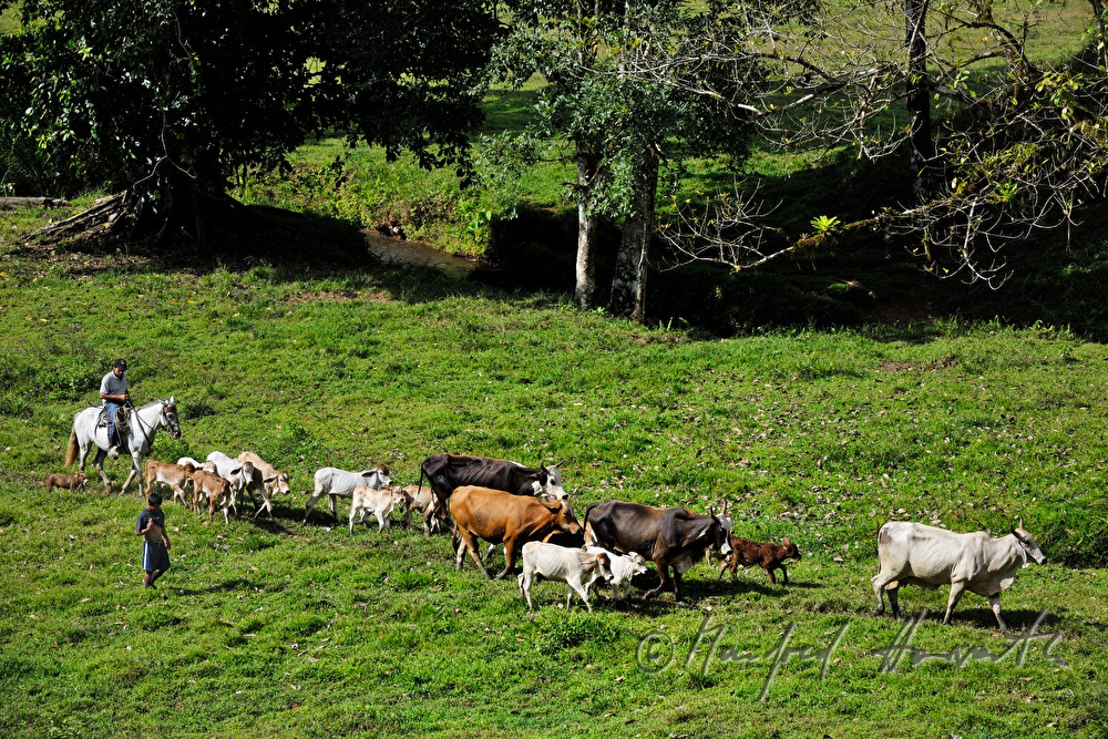 farmers drifting a flock of cows