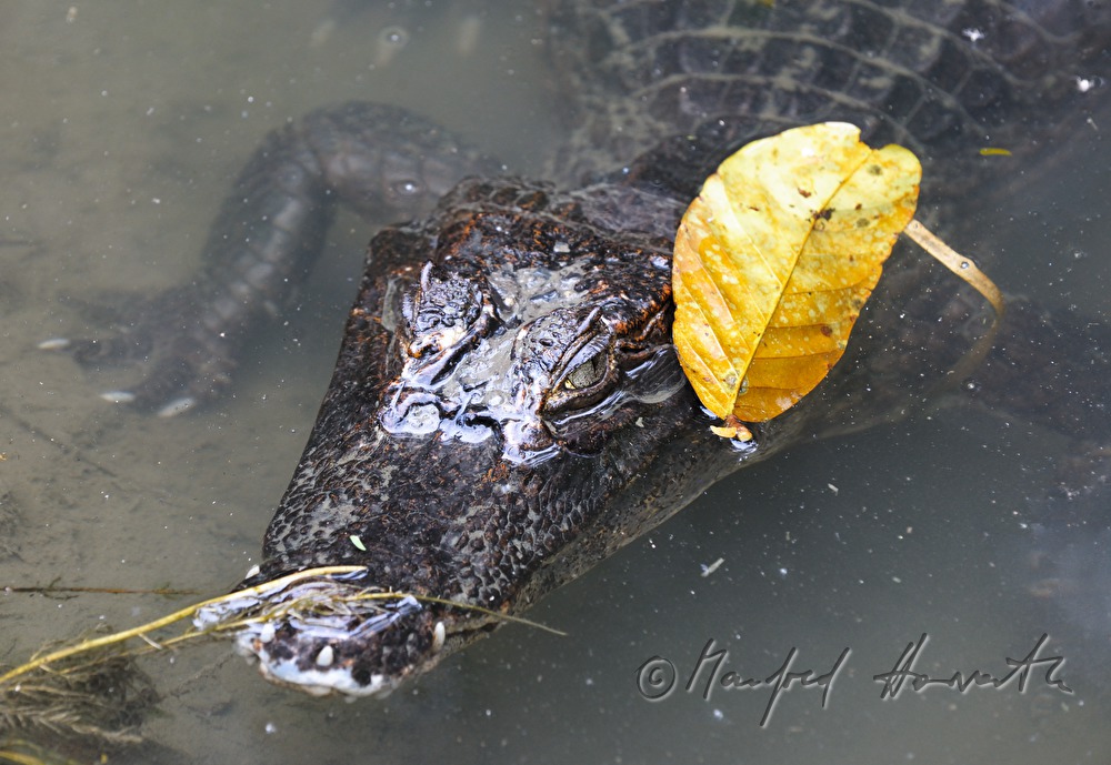 caiman near the Esquinas Rainforest Lodge