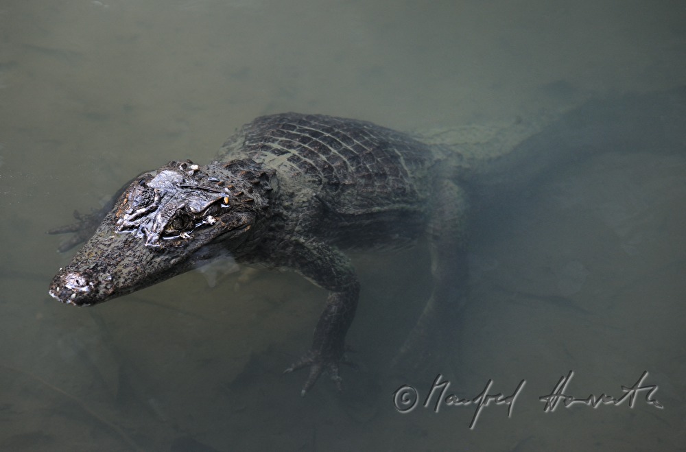 caiman near the Esquinas Rainforest Lodge