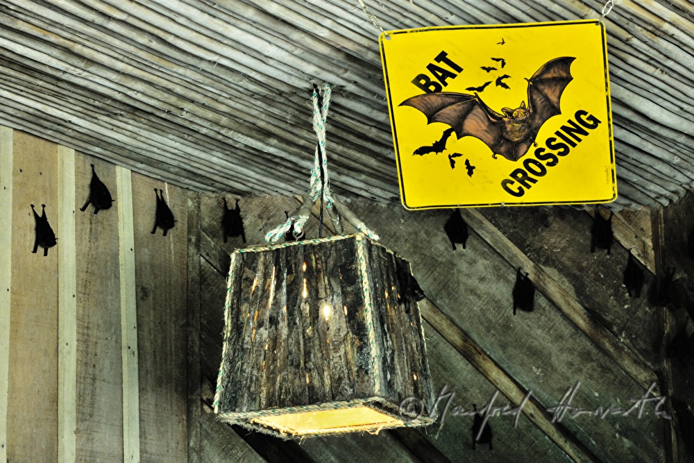 bats over the bar of the Bar der Esquina Rainforest Lodge