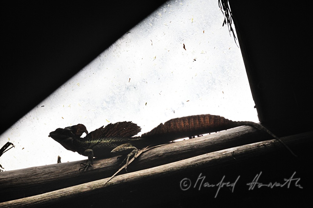 Jesus Christ lizard on the roof of the Esquinas Rainforest Lodge