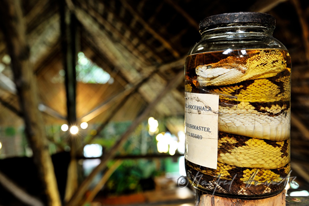 preserved specimen of a bushmaster snake in the Esquinas Rainforest Lodge