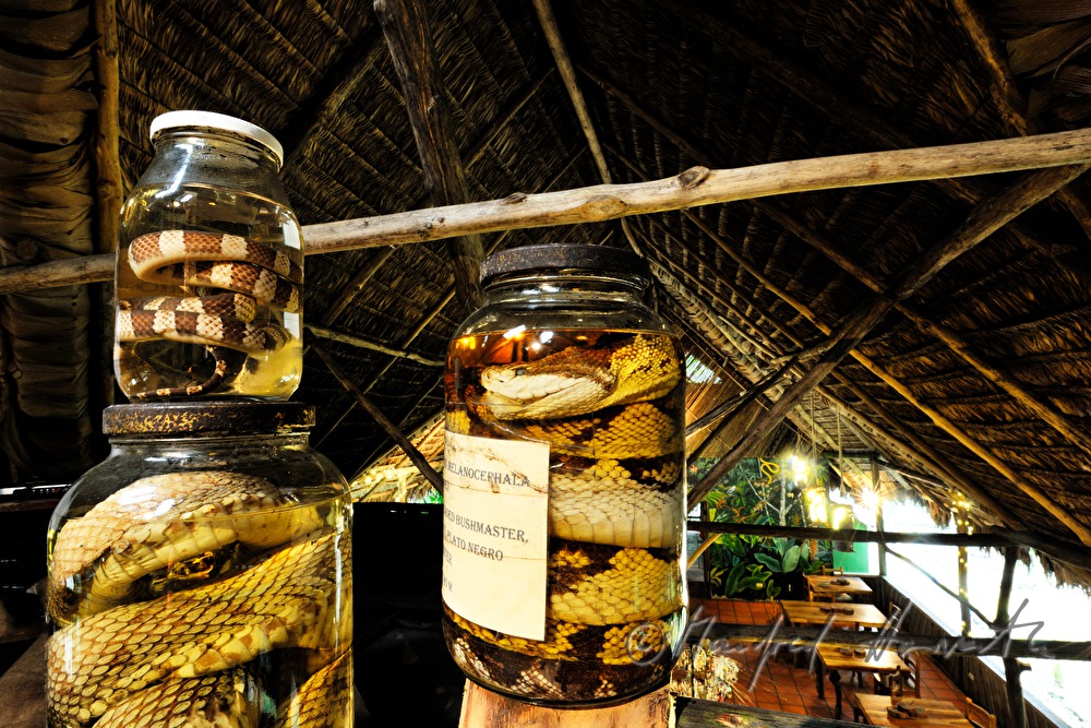 preserved specimen of  snakes in the Esquinas Rainforest Lodge
