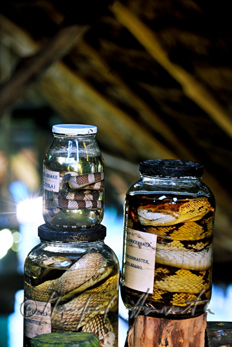 preserved specimen of  snakes in the Esquinas Rainforest Lodge