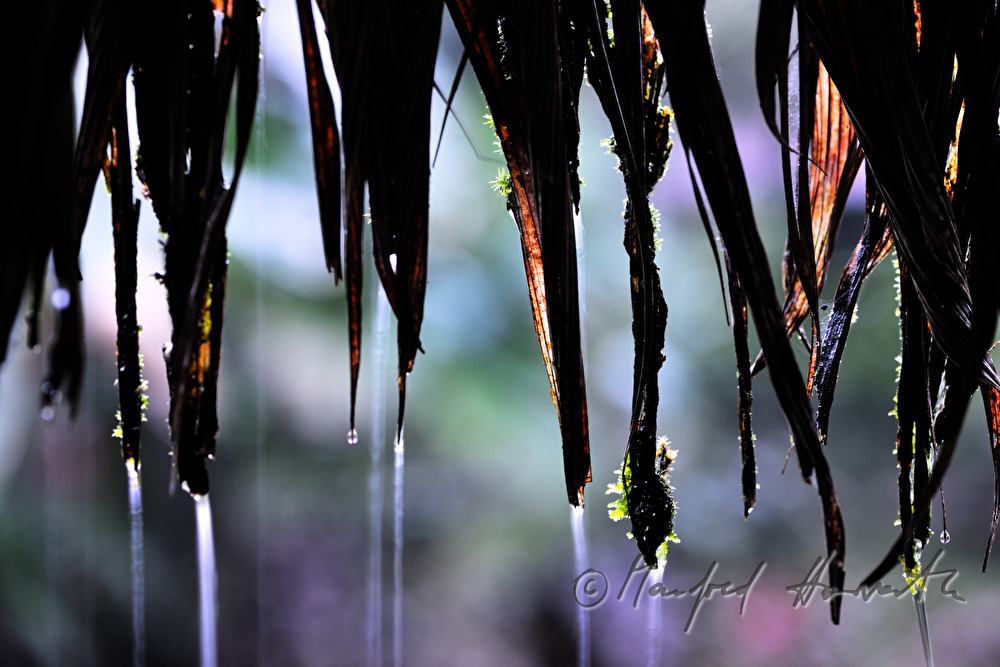rain pours down the roof of the Esquina Rainforest Lodge