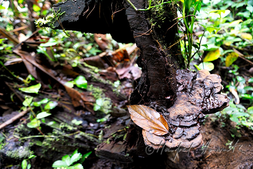 mushrooms on a rotten treetrunk