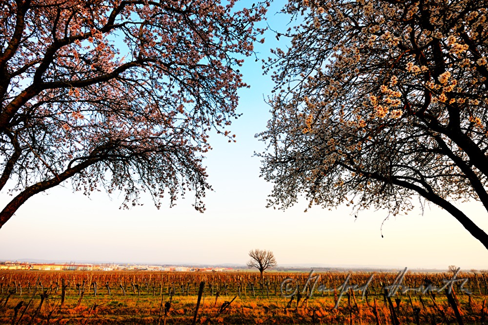 blooming alley of cherry trees and panorama
