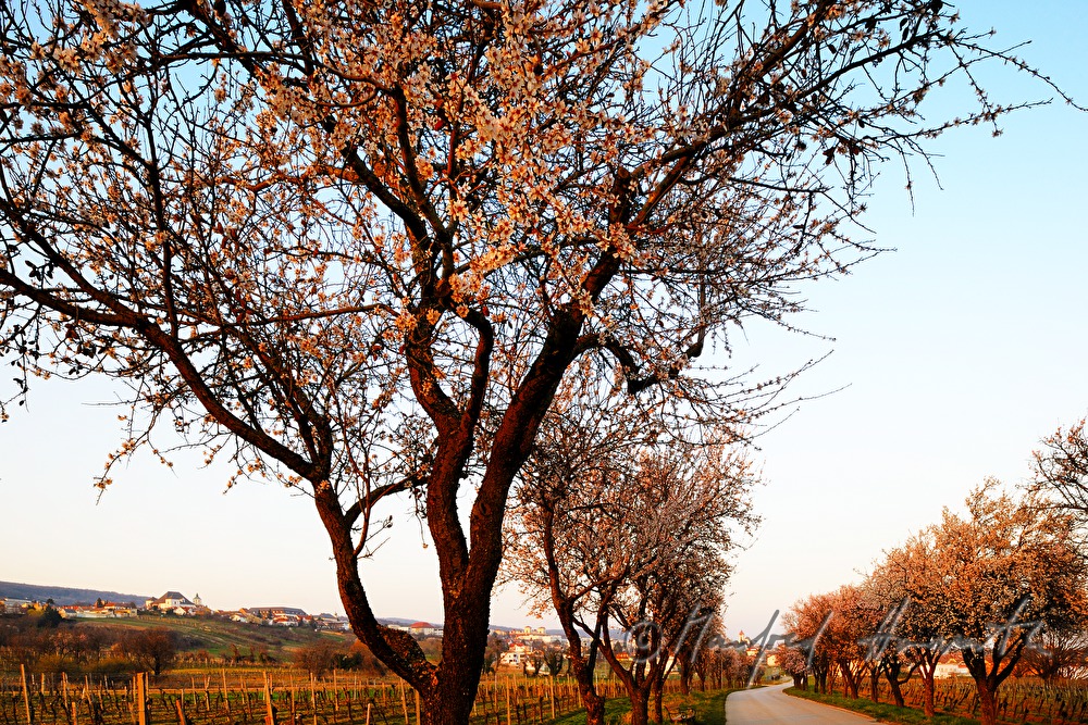 blooming alley of cherry trees and panorama