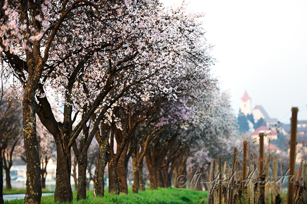 blooming alley of cherry trees and panorama