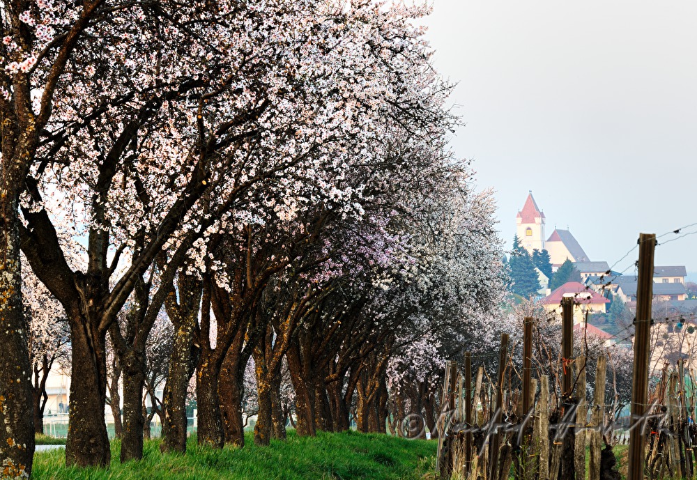 blooming alley of cherry trees and panorama