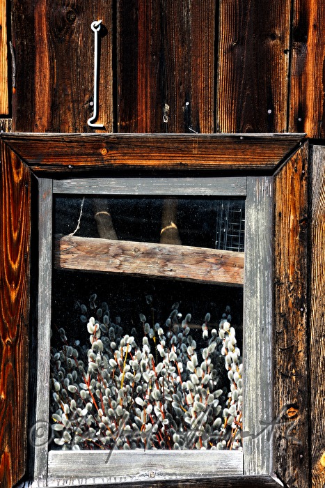 willow branches with catkins stored in the wooden barn
