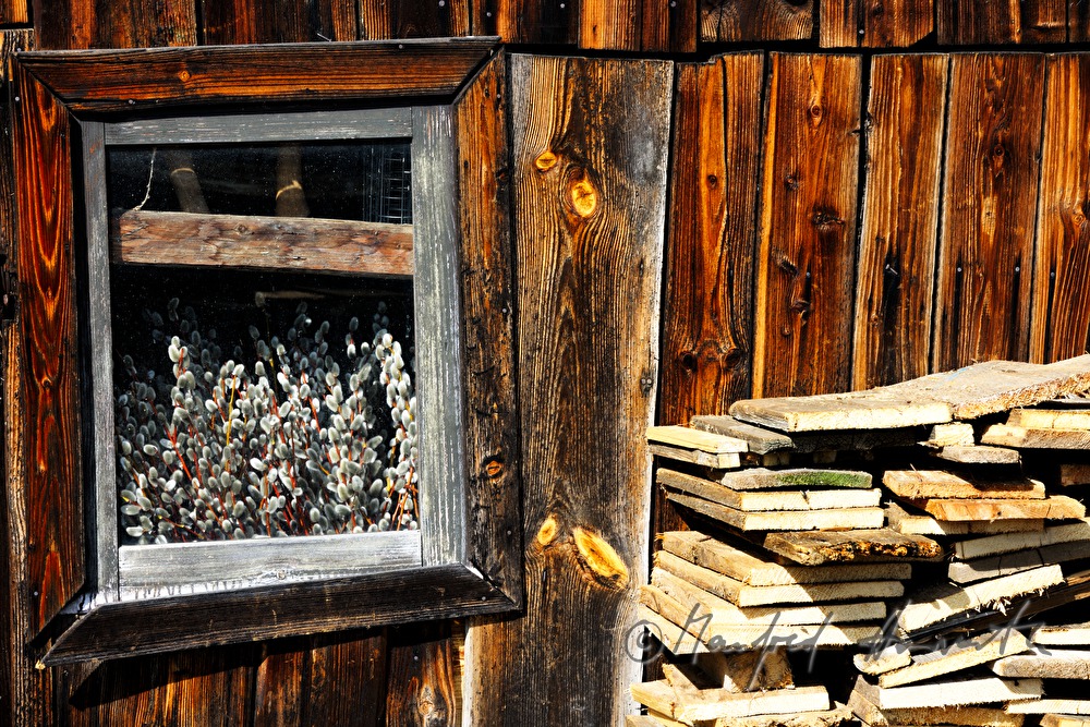 willow branches with catkins stored in the wooden barn