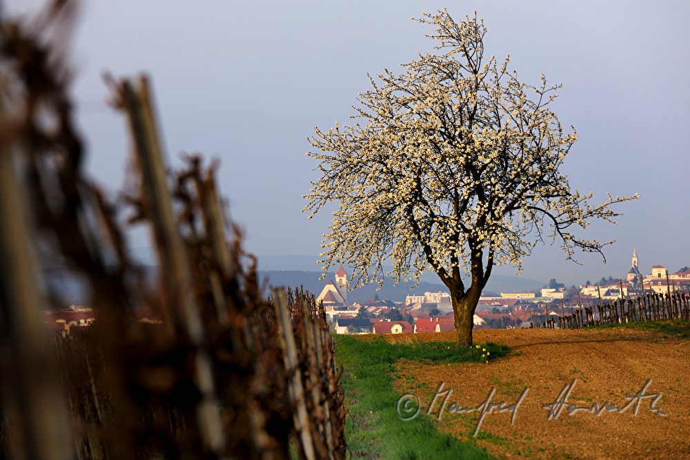 view from the vineyards over Sankt Georgen