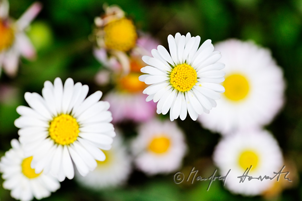 blooming daisies on the maeadow