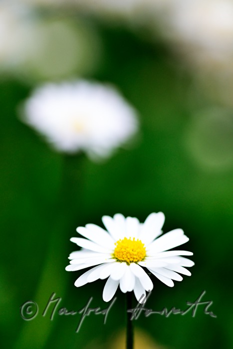 blooming daisies on the maeadow