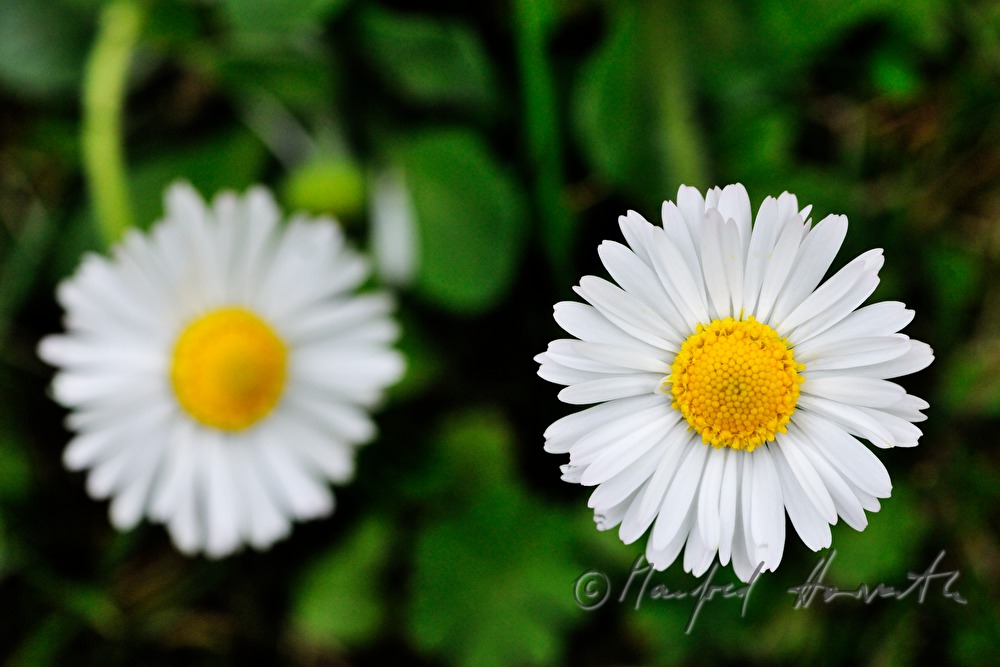 blooming daisies on the maeadow