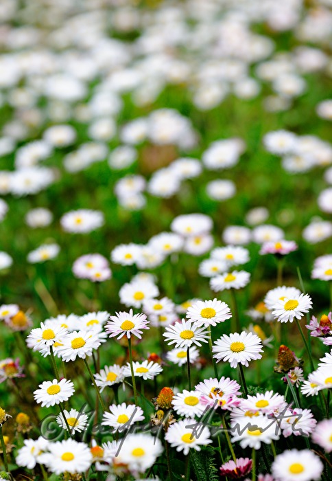 blooming daisies on the maeadow