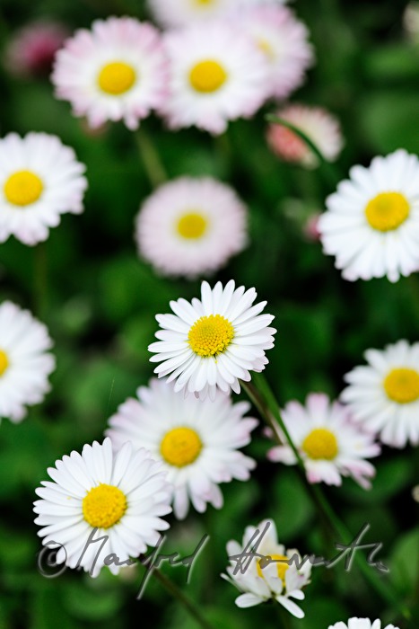 blooming daisies on the maeadow
