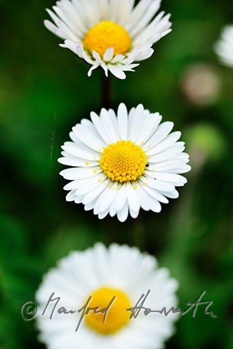 blooming daisies on the maeadow