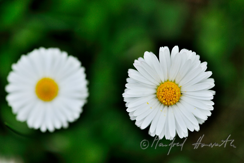 blooming daisies on the maeadow