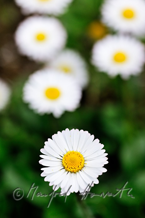 blooming daisies on the maeadow