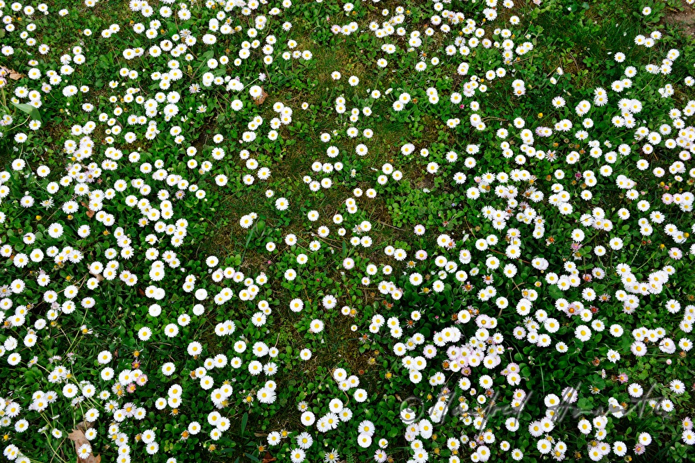 blooming daisies on the maeadow