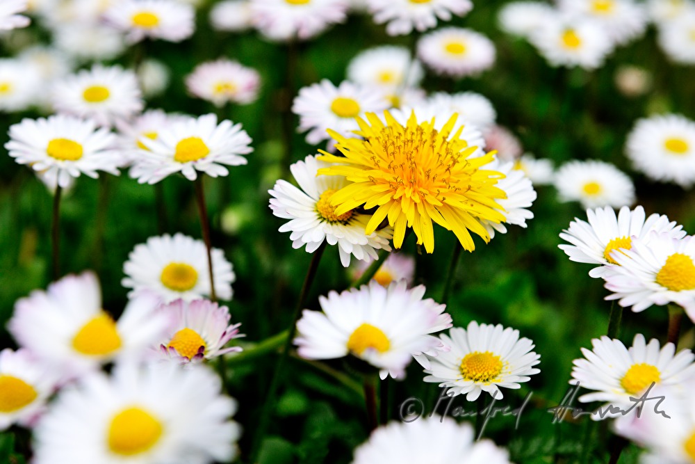 blooming daisies on the maeadow