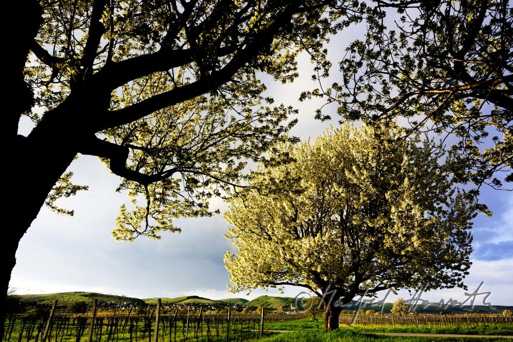 blooming cherry tree in a pad