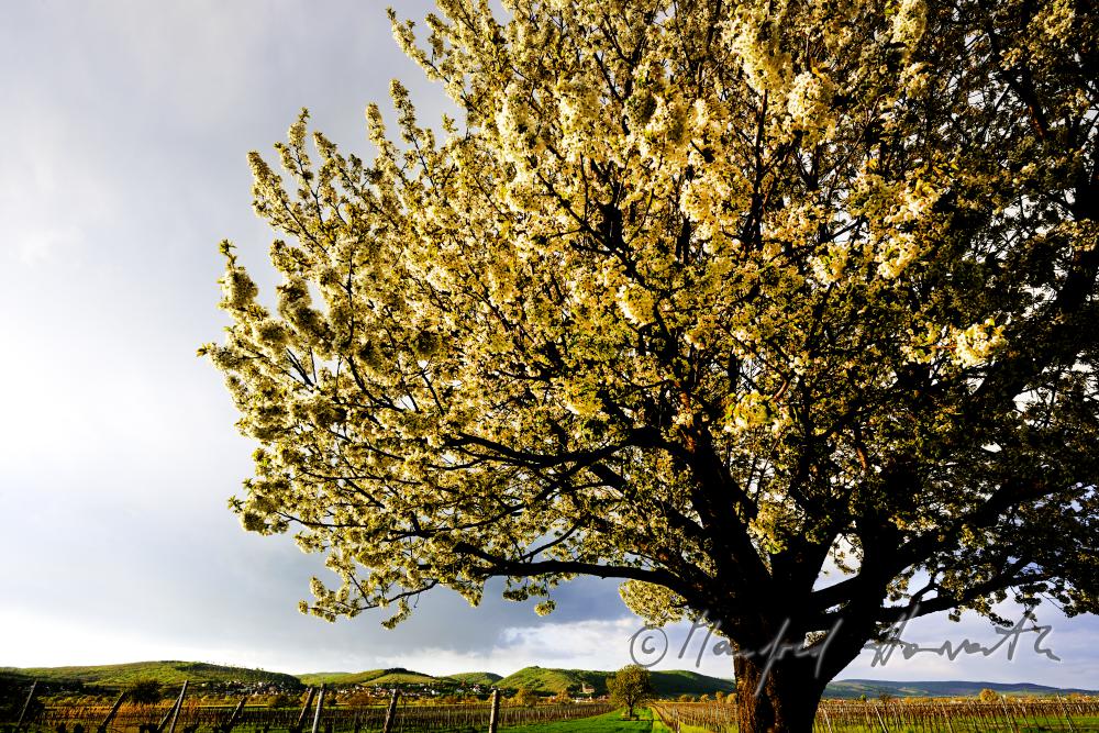 blooming cherry tree in a pad