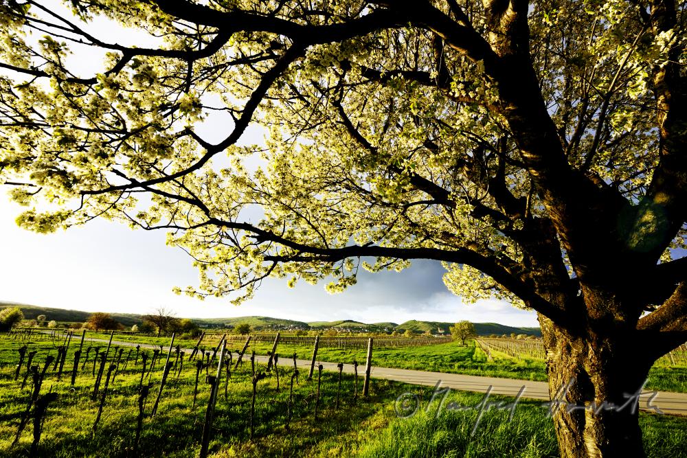 blooming cherry tree in a pad