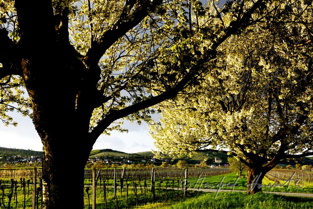 blooming cherry tree in a pad