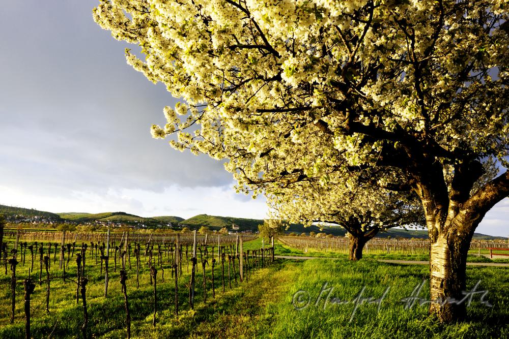 blooming cherry tree in a pad