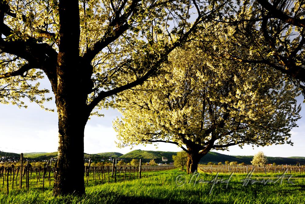blooming cherry tree in a pad