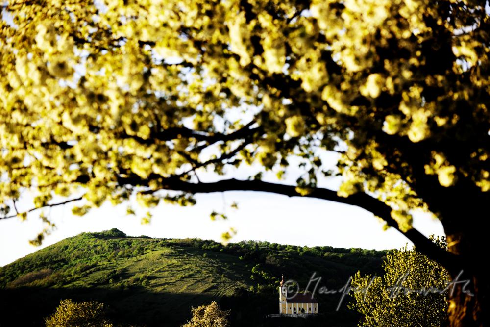 blooming cherry tree in a pad