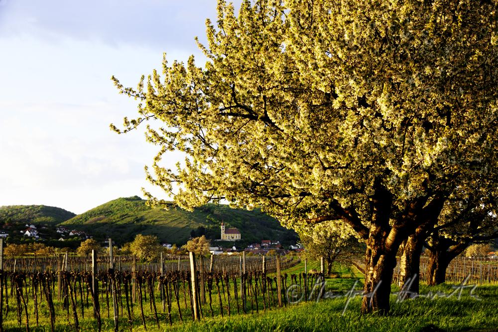 blooming cherry tree in a pad