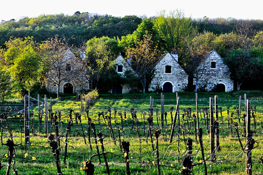 wine cellars near Bärenhöhle